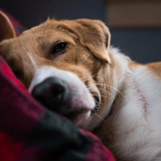 Cómo saber si mi perro tiene fiebre: Síntomas y qué hacer