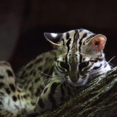 gato leopardo asiatico adulto