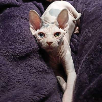 gato sphynx del criadero Esmeralda Azul