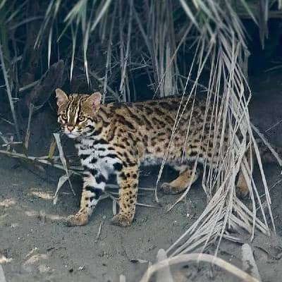 gato leopardo en la selva