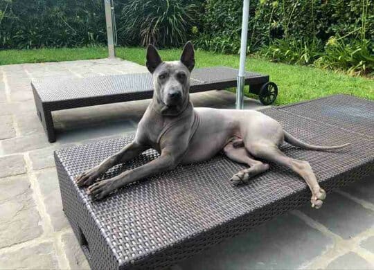 Thai Ridgeback Dog: El exótico crestado tailandés - Smylepets
