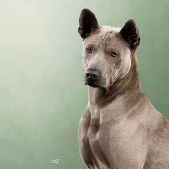 thai ridgeback dog