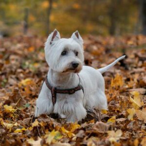 West Highland White Terrier: Conoce a los simpáticos “Westie”