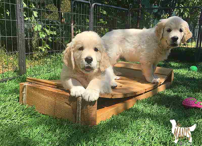 cachorros golden en venta en madrid
