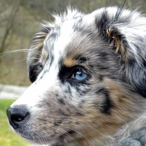 Perros Merle: 10 razas con pelo moteado y ojos azules