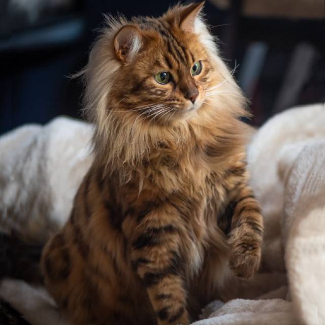 gato bengali de pelo largo
