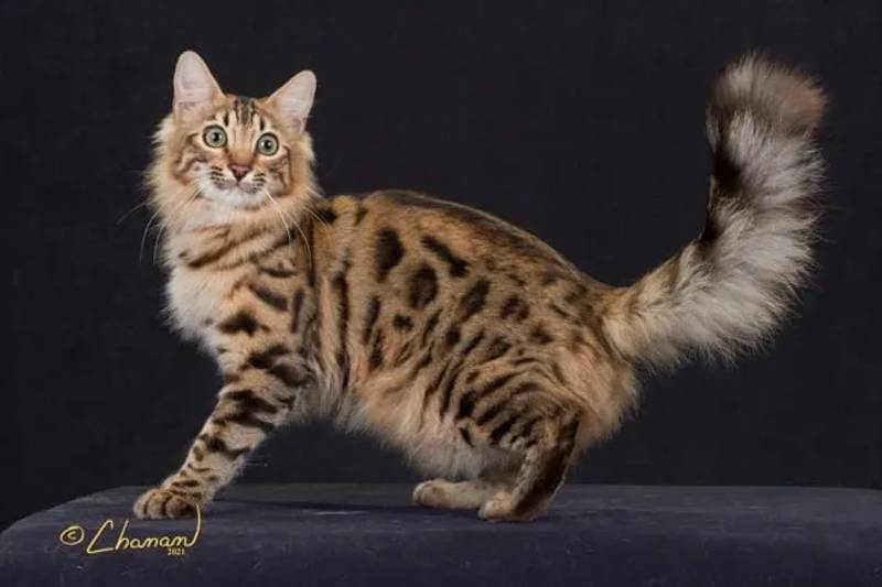 gato bengali longhair raza