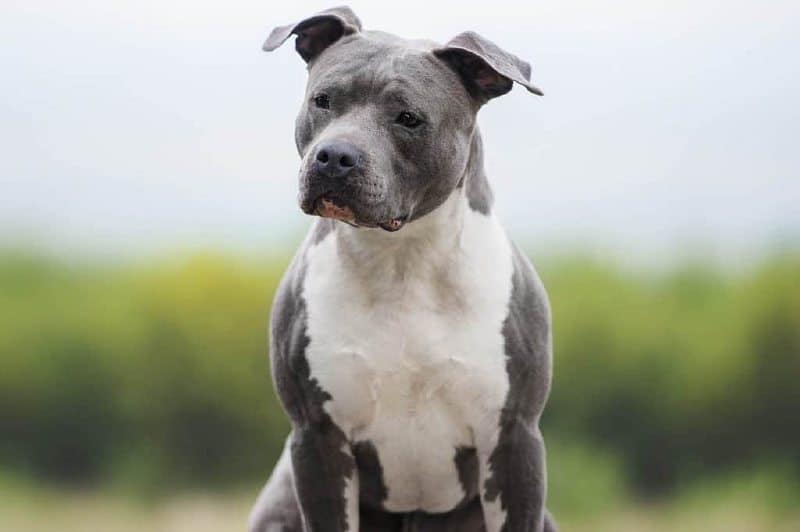 perros azules - American Staffordshire