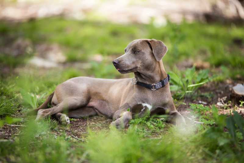 perros azules - blue lacy