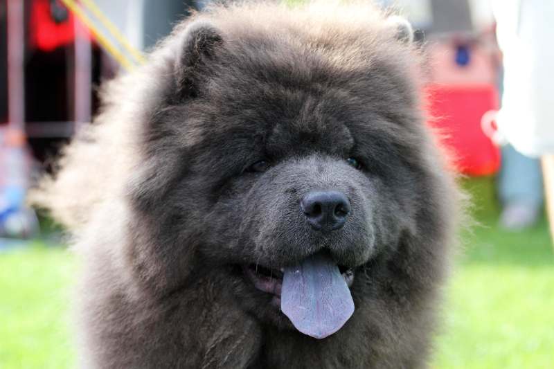 perros azules - chow chow