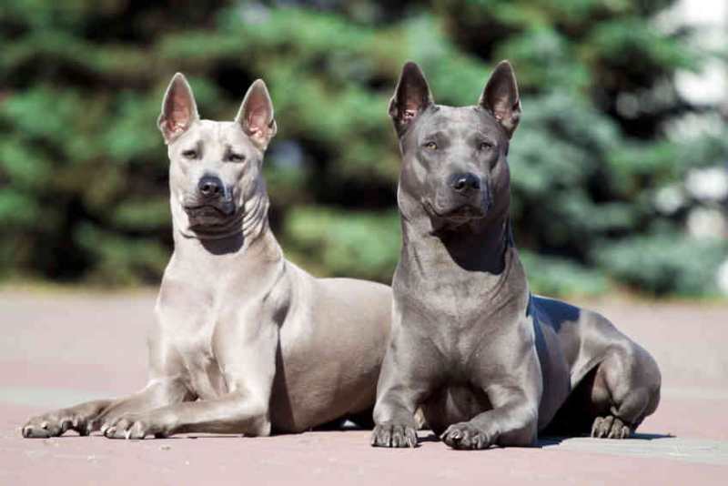 perros azules -thai ridgeback
