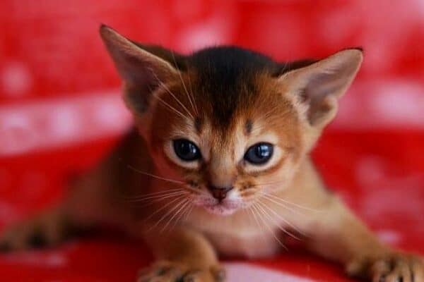 ¿Cuál es el Precio de un gato Abisinio? Mejores criaderos de España