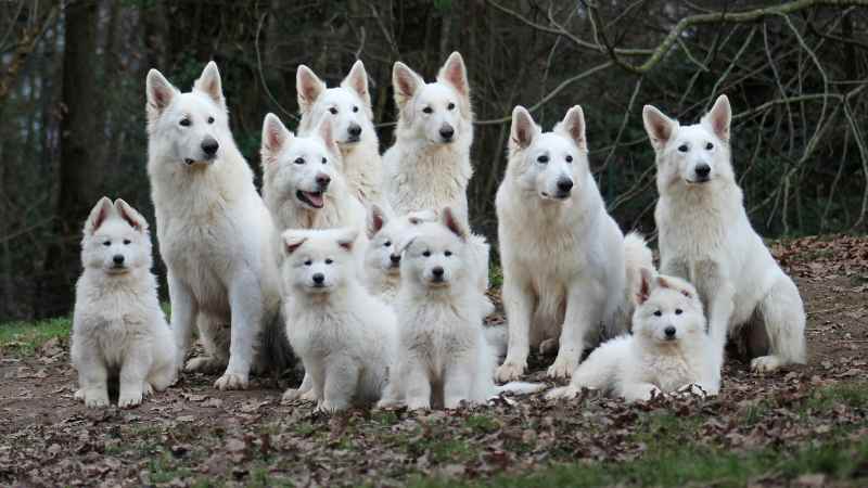 perros pastor blanco suizo