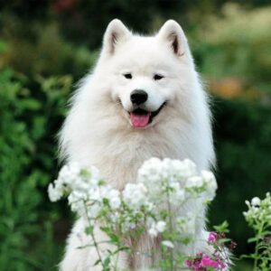 Samoyedo, un perro ruso blanco de encantadora sonrisa