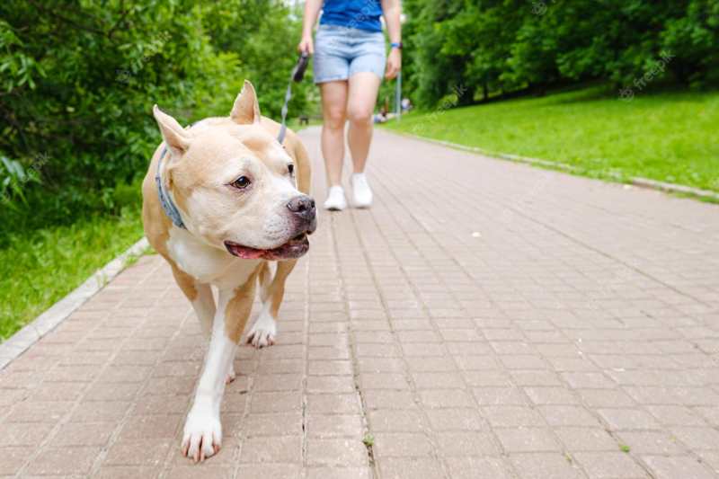 adiestrar a un american stafforshire terrier a pasear