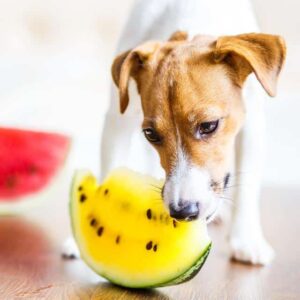 Comida para perros en verano: Sana y refrescante