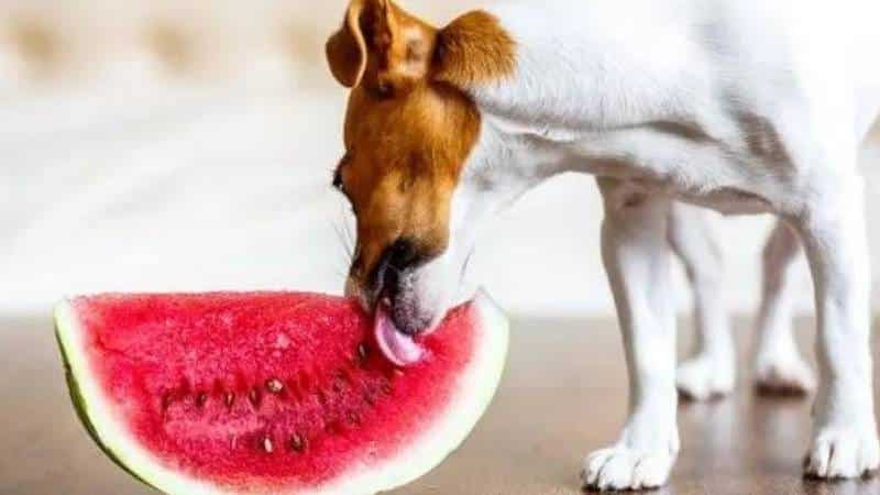 comida perros verano fruta