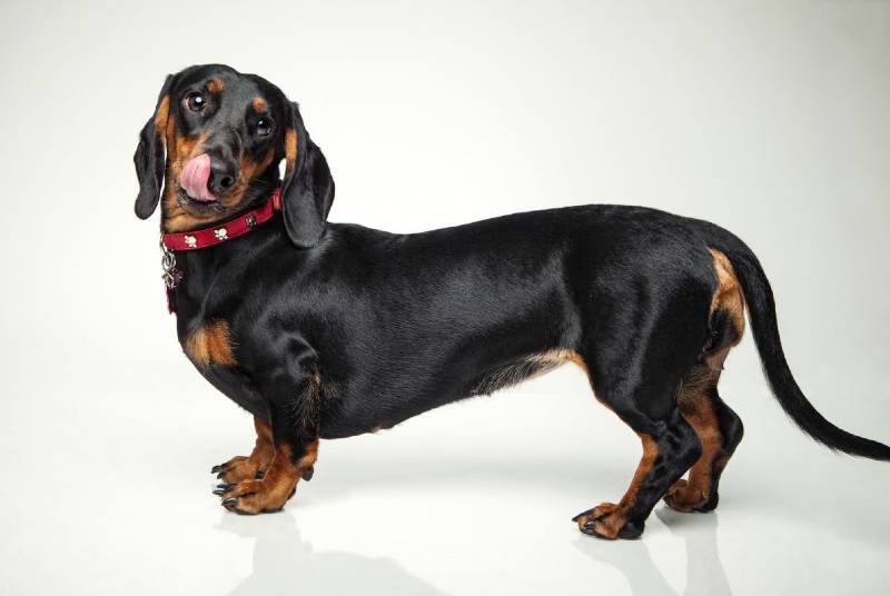 dachshund pelo corto color negro