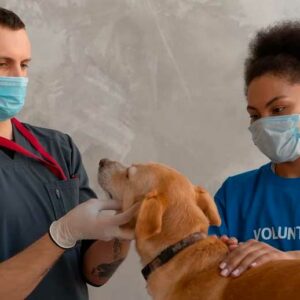El mejor curso de Auxiliar de veterinaria en 2023