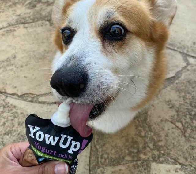 yogures para perros yowup