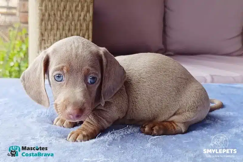 Smylepets Mascotas Costa Brava Teckel joven de color lilac Cómo educar a un Teckel Guía de consejos prácticos