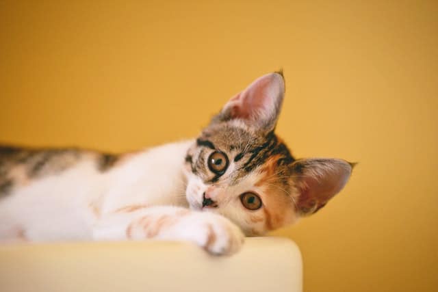Gato esterilizado