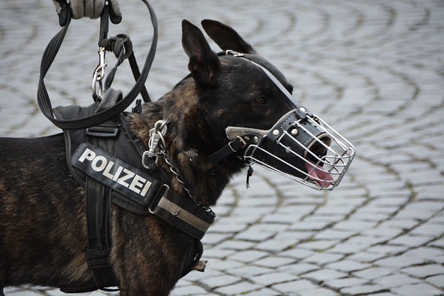 Perro de recate