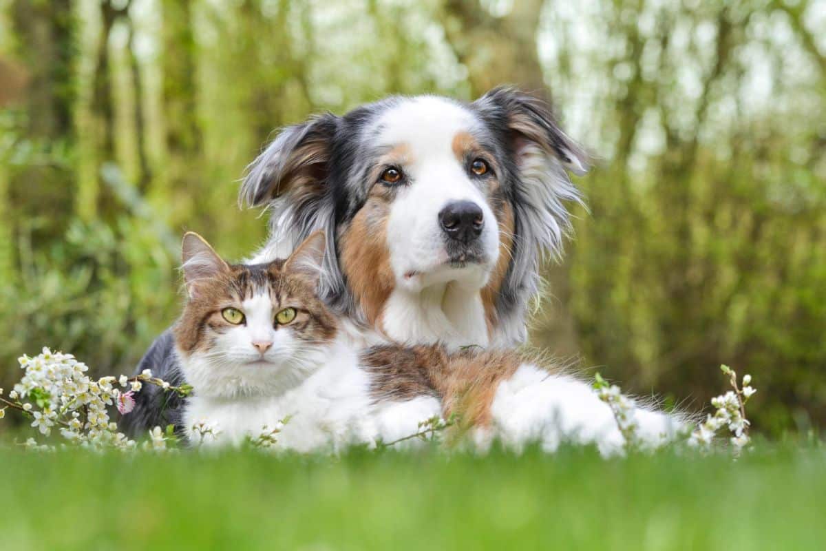 cuando el veterinario te dice que no nada más que hacer