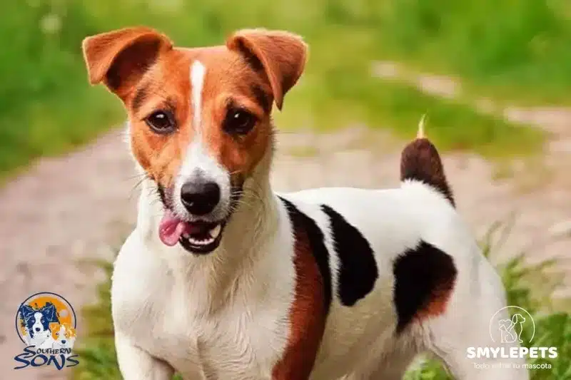 Smylepets Southern Sons Jack Russell adulto pelo corto Cómo de inteligentes son los Jack Russell