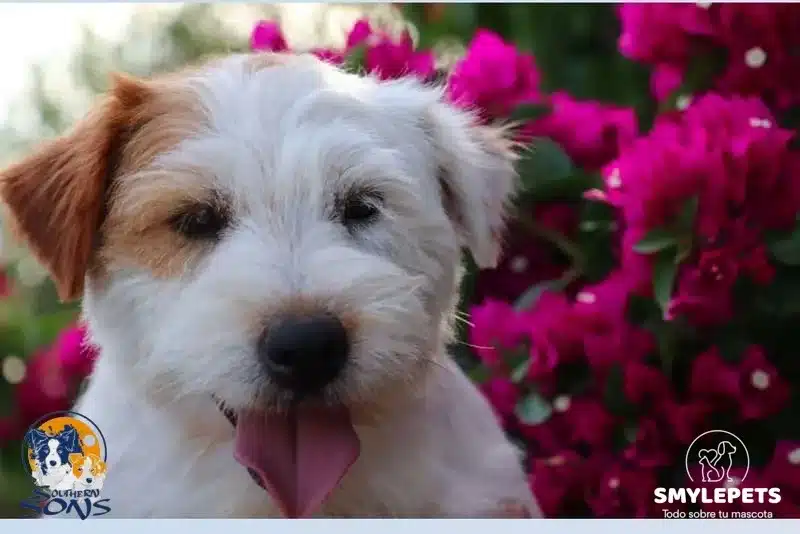 Smylepets Southern Sons Jack Russell adulto pelo largo Son los Jack Russell Terrier hipoalergénicos