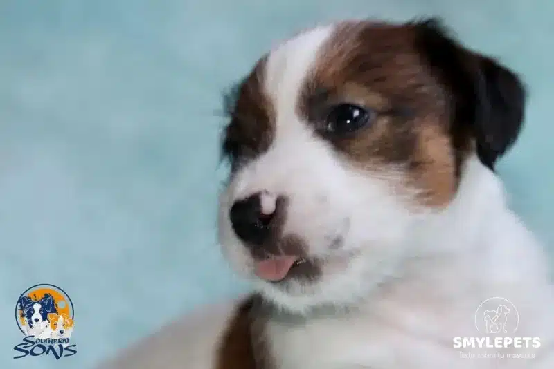 Smylepets Southern Sons Jack Russell bebé Son los Jack Russell Terrier hipoalergénicos