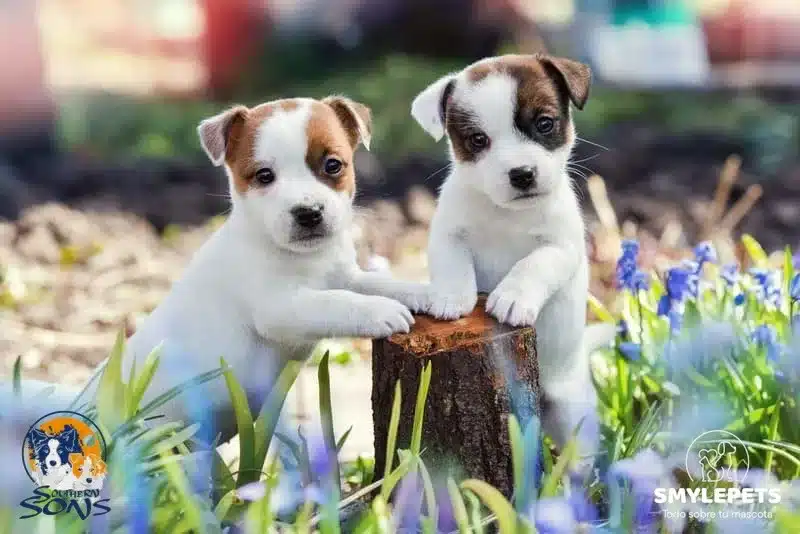 Smylepets Southern Sons Jack Russell socialización 