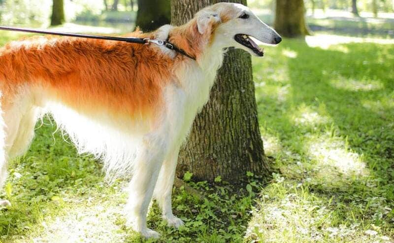 borzoi de pelo largo