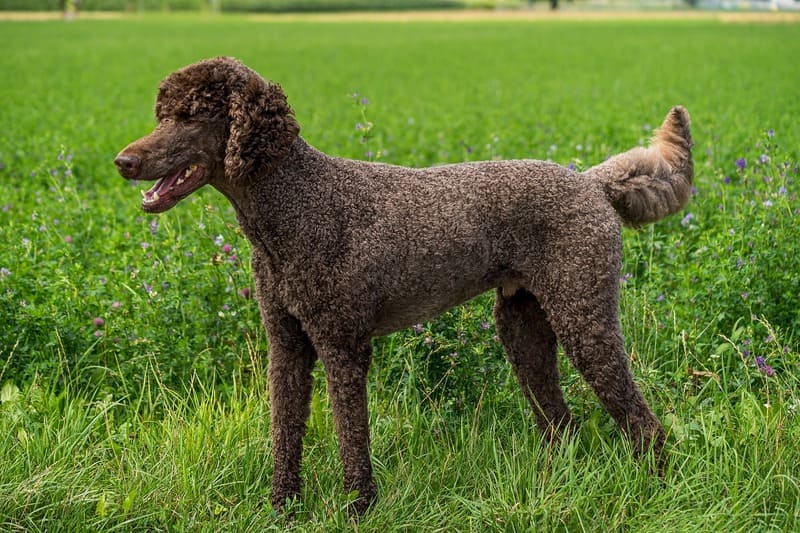 caniche gigante marron