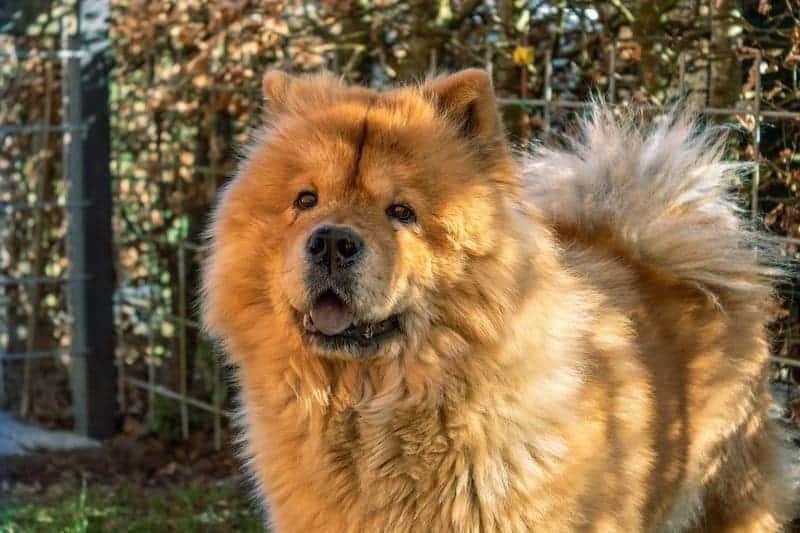 chow chow perros con mucho pelo