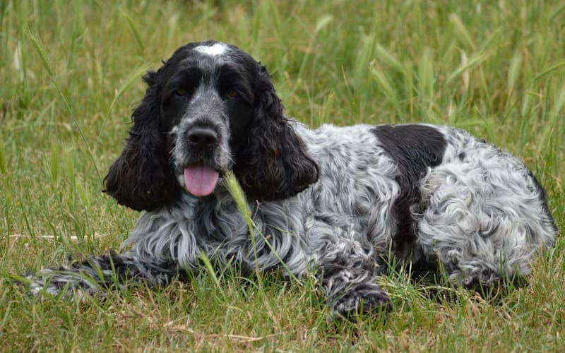 cocker spaniel ingles en cesped