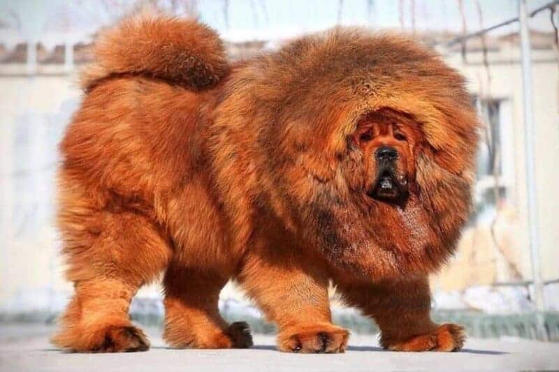 dogo del tibet son perros con mucho pelo