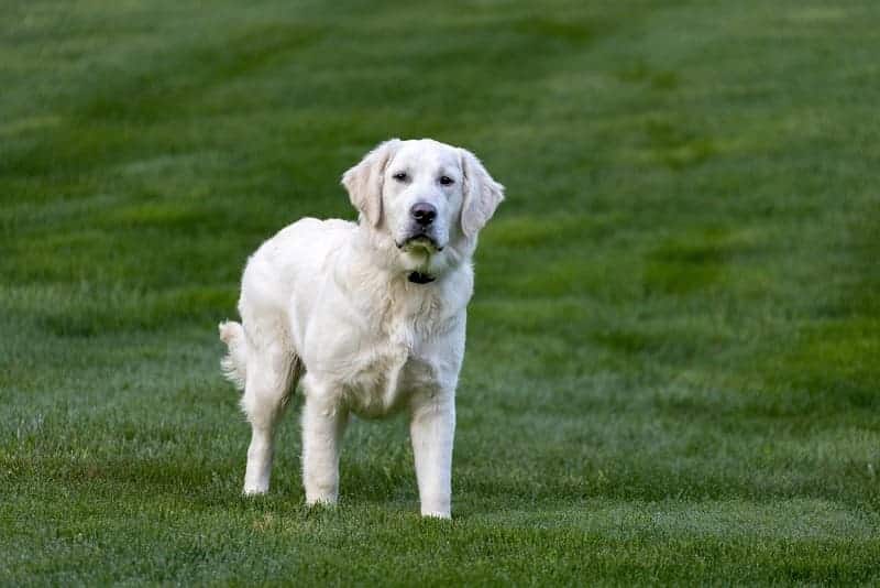 golden retriever pelo largo