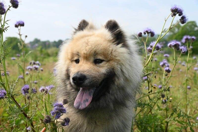 hermoso perro eurasier con mucho pelo