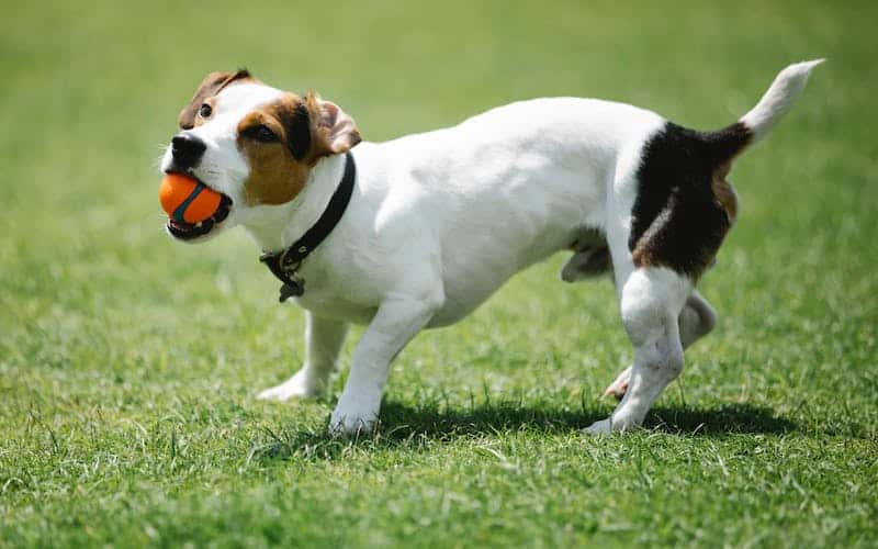 jack russell jugando la pelota