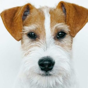 ¿Son los Jack Russell Terrier hipoalergénicos?