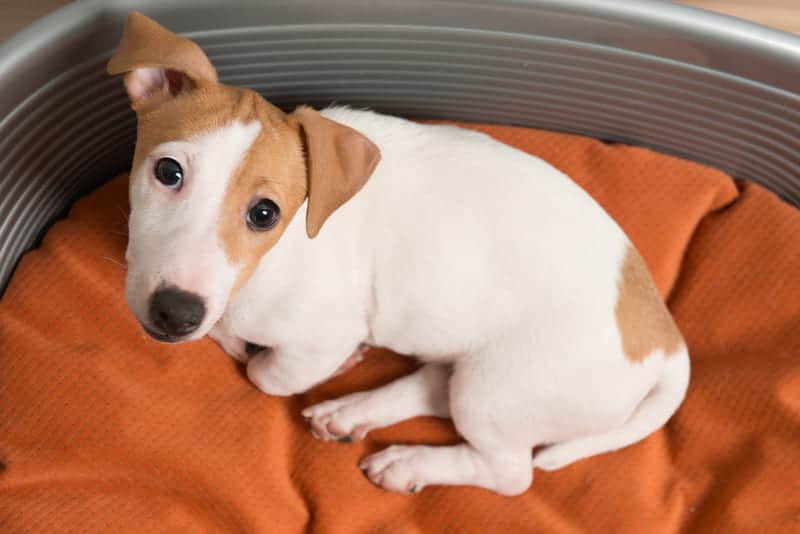 jack russell terriers acostado en su cama para perro