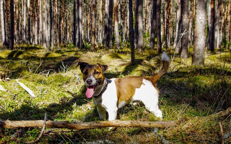 jack russell terriers pelo aspero