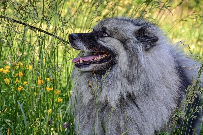 keeshond perro