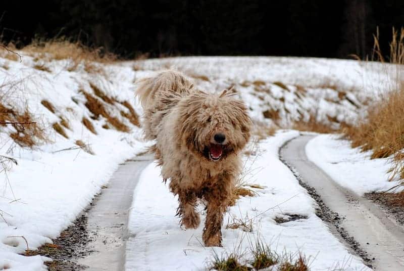 komondor perro