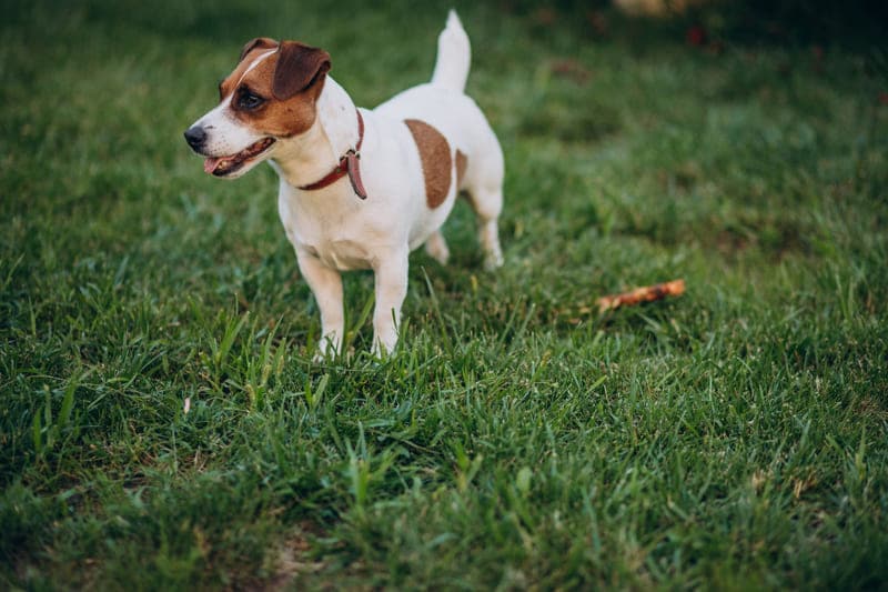 lindo jack russells terrier en patio trasero