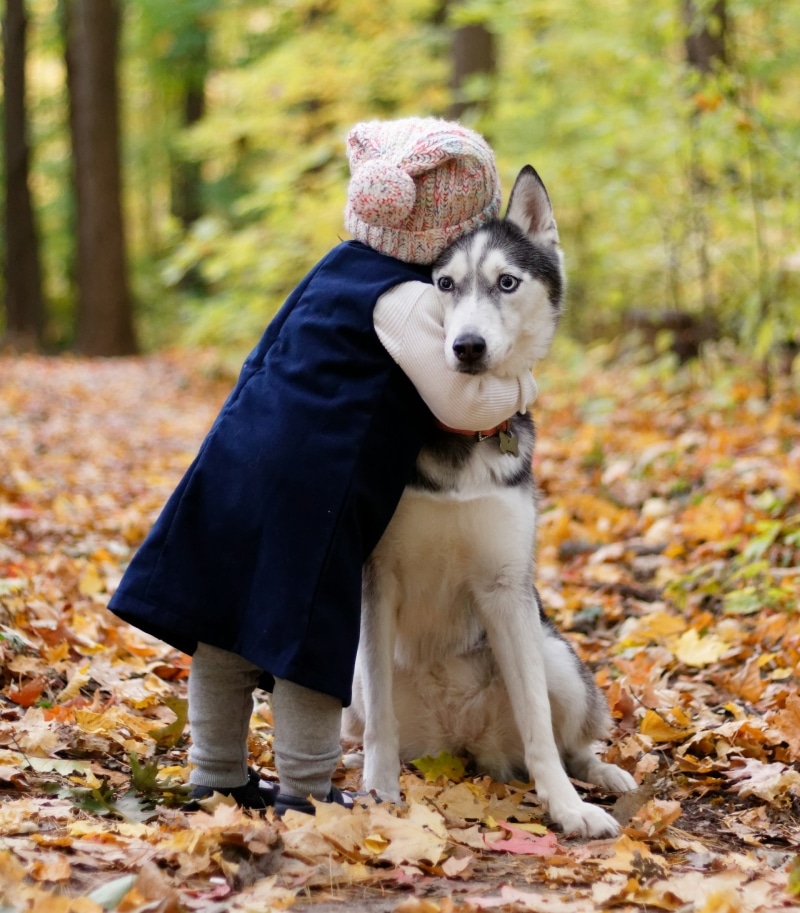 husky abrazando a niño