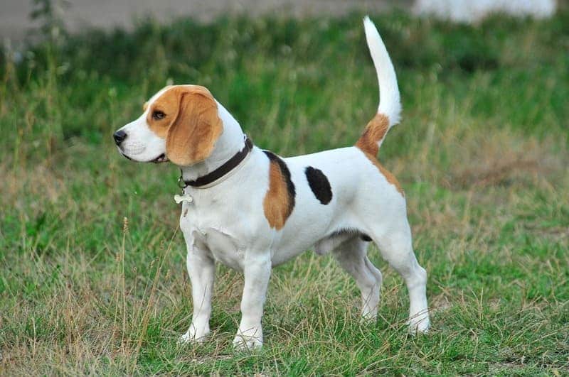 perro beagle para niños
