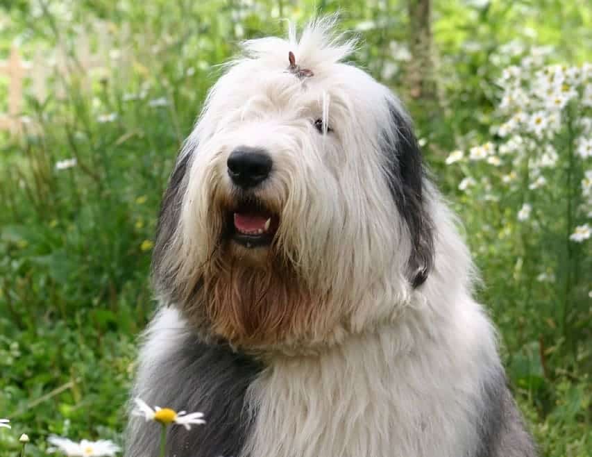 perro bobtail con mucho pelo