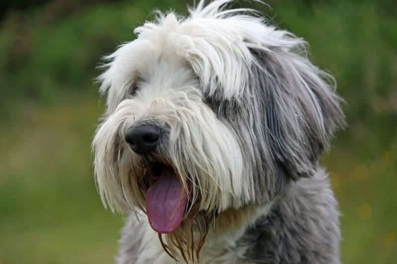 perro collie barbudo